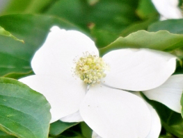 ヤマボウシ(山法師)の花