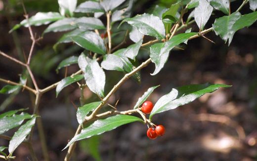 一両(アリドオシ)の赤い実・剪定・手入れ・育て方