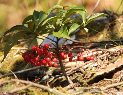 万両(マンリョウ)の増やし方