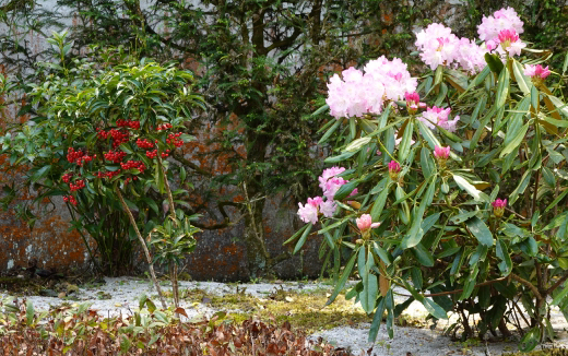 万両を植栽した和風庭園