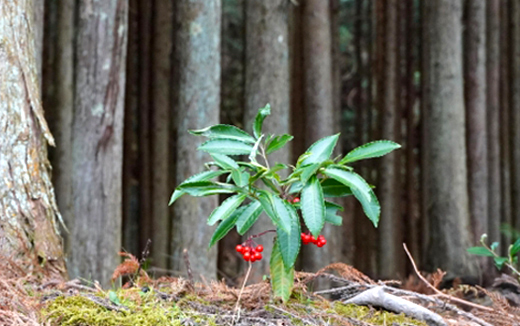 山林に自生する万両
