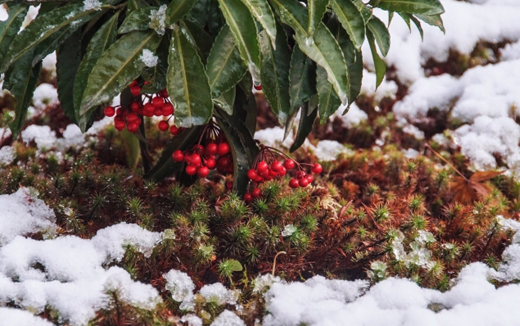 万両の仕立て方・積雪地の万両