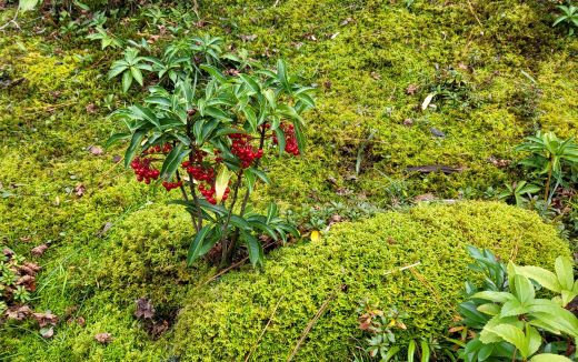 和風の庭に馴染む万両(マンリョウ)