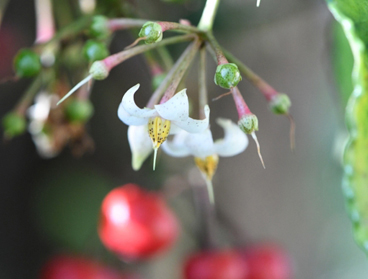 万両の赤い実が付いている