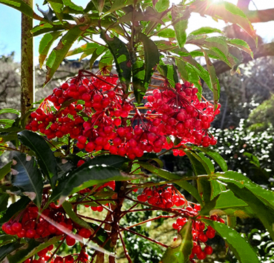 二段仕立ての万両