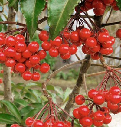 枝が曲がって伸びた万両