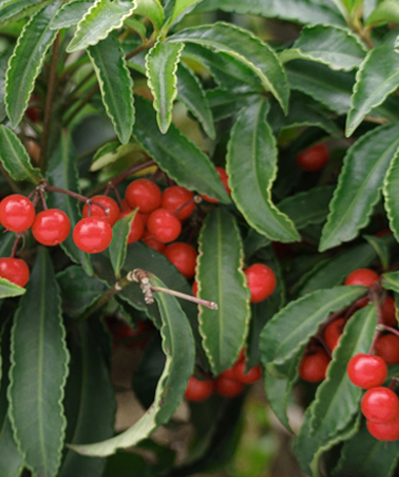 枝葉が密生している万両