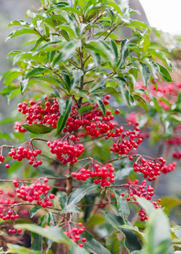 万両(マンリョウ)の成長・実が多い