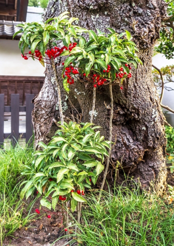 万両(マンリョウ)を育てる場所