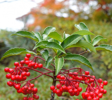 大実万両「宝船」