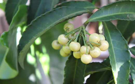 白実の万両(シロミノマンリョウ)