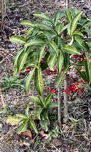 万両の樹形・株立ち