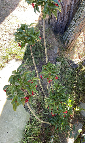 万両の樹形・株立ち