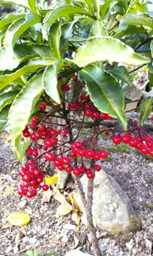 万両の樹形・枝分かれ