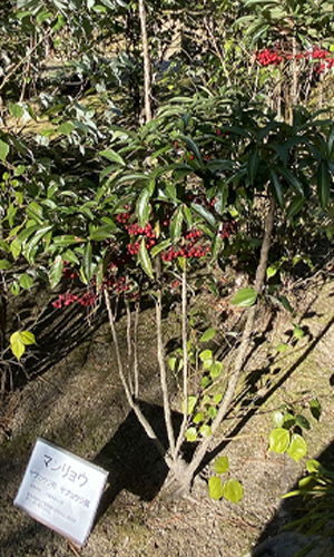 万両の樹形・枝分かれ