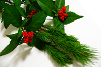 千両と松の正月飾り(正月の縁起物)