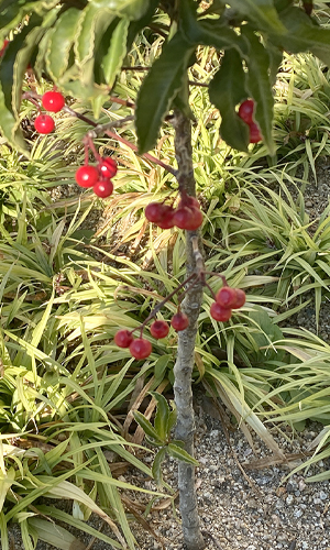万両の樹形・1本立ち