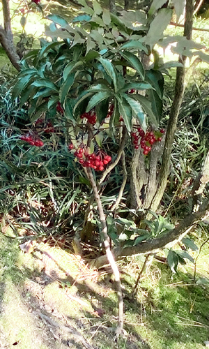 万両の樹形・1本立ち