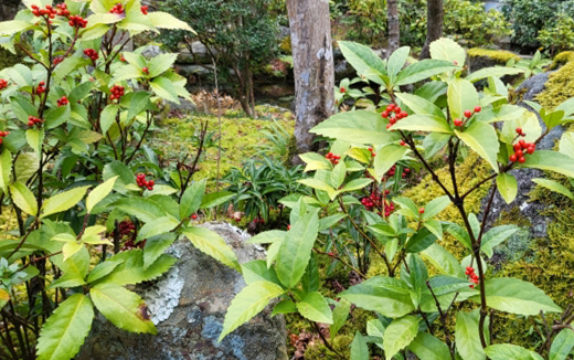 千両(センリョウ)の植樹(植え付け)・植栽・剪定・手入れ・育て方