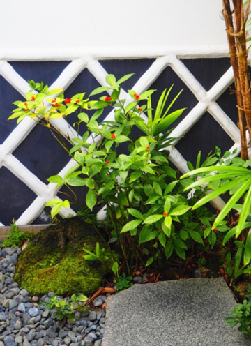 千両(センリョウ)の剪定・育て方