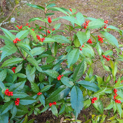 千両(クササンゴ)の赤い実