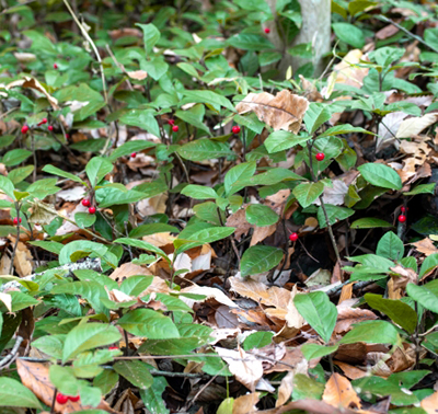 十両(ヤブコウジ)の実