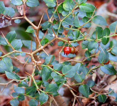一両(アリドオシ)の赤い実