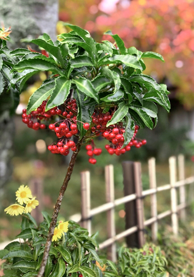 万両(マンリョウ)の地植え
