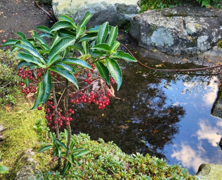 万両を育てる環境