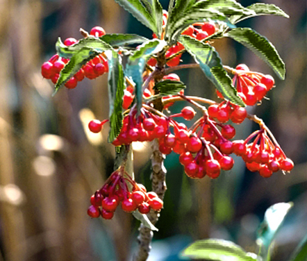 万両の手入れ・葉がしおれてきた万両
