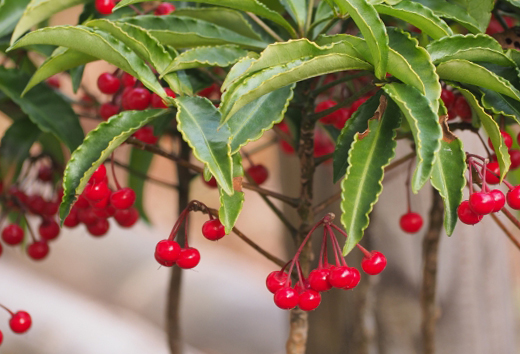 万両の下枝を間引く程度に剪定