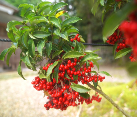 強風で倒れた万両