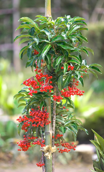 支柱を立てた万両