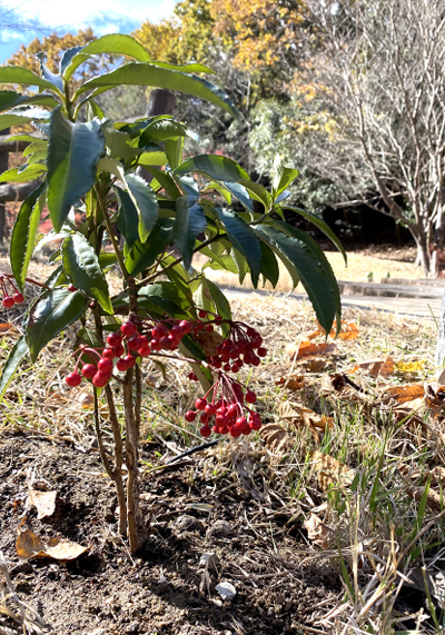 万両の植え付け