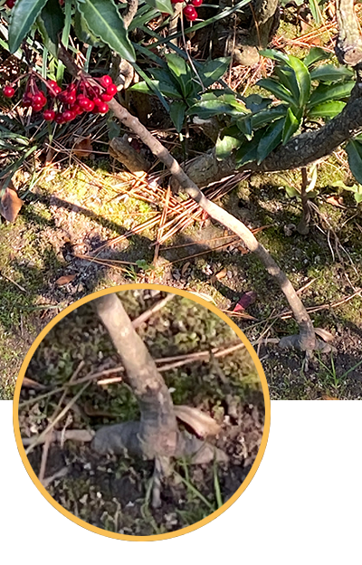 根っこが張り出している万両