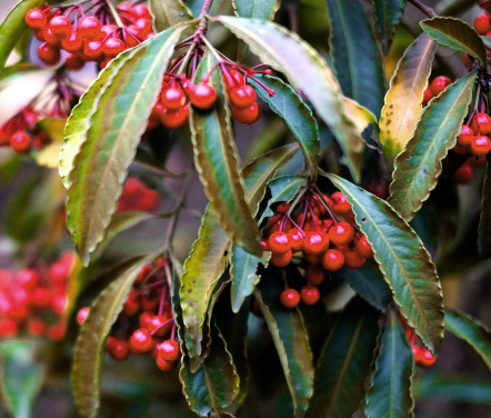 万両の手入れ・葉焼けした万両