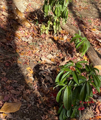 地域の方々で万両(マンリョウ)を植栽天
