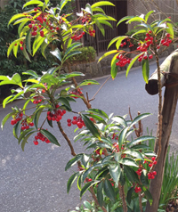 赤い実の縁起木・万両(マンリョウ)