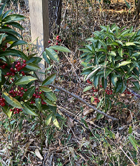 傾いたまま成長している自生の万両(マンリョウ)