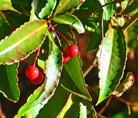 万両の手入れ・葉焼けした万両