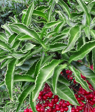 万両(マンリョウ)の成長・葉の特徴