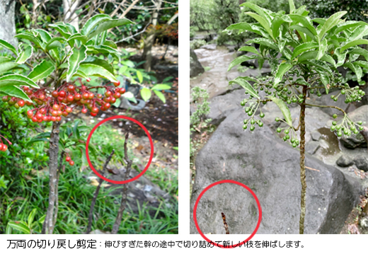 万両の高さを調整する剪定・切り戻し