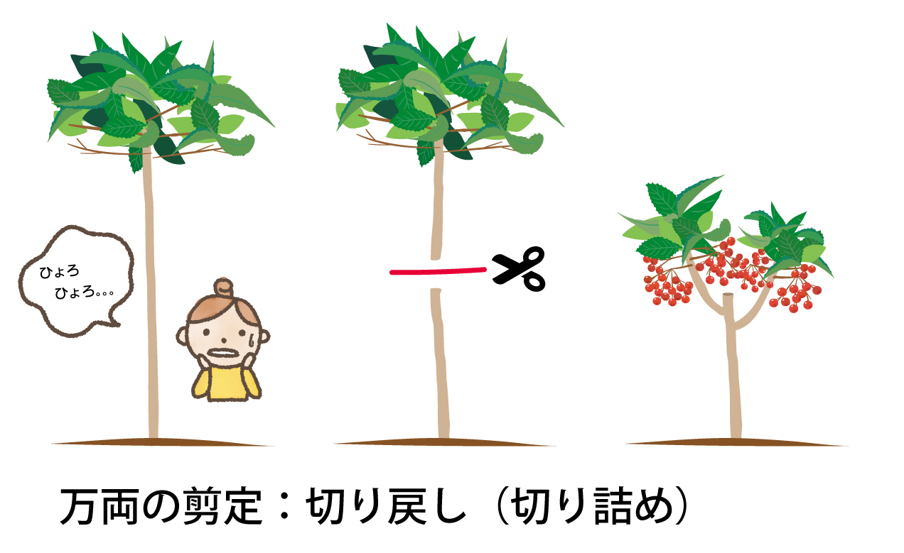 万両の切り詰め剪定(切り戻し剪定