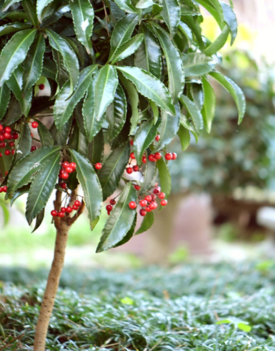 枝分かれした万両