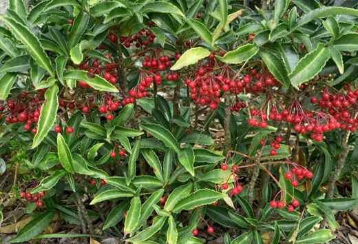万両(マンリョウ)だらけの庭