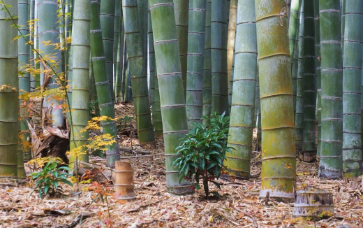 和風庭園に映える万両