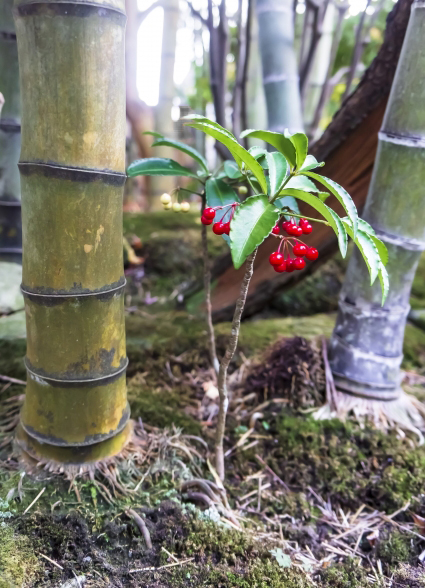 竹林で育てる万両