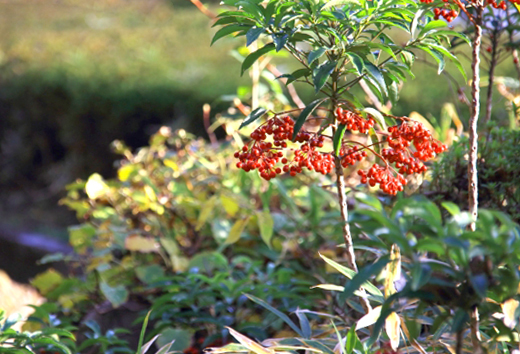 万両(マンリョウ)の剪定・仕立て直し・取り木(植え替え)