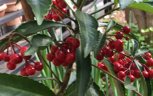 万両の葉茎と実が付く枝