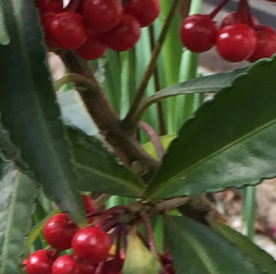 葉の付け根から短い小枝が伸びる万両